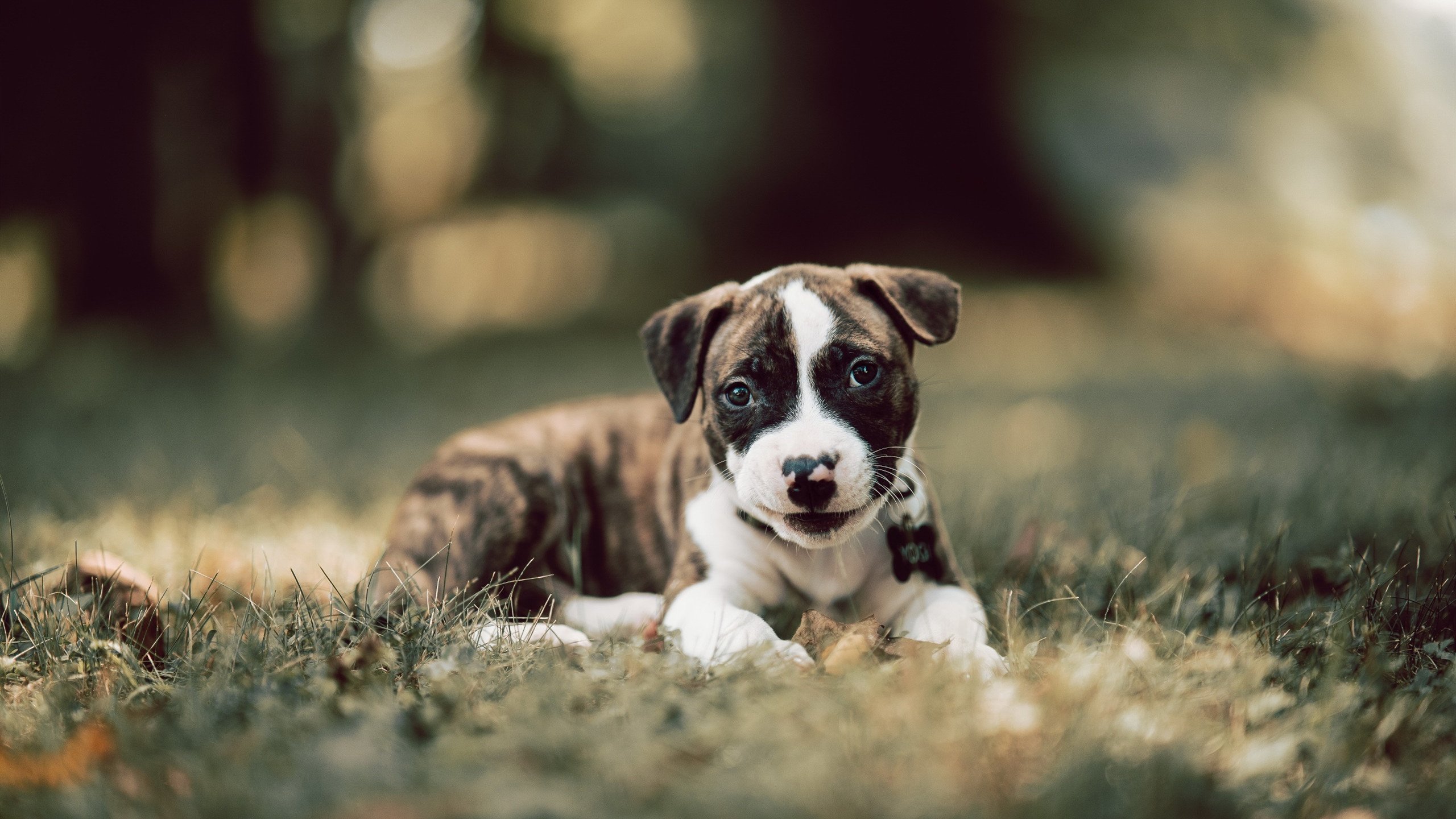 fb体育网址-卡塔尔国家队备战全面展开，卡塔尔足球国家队球员效力名单