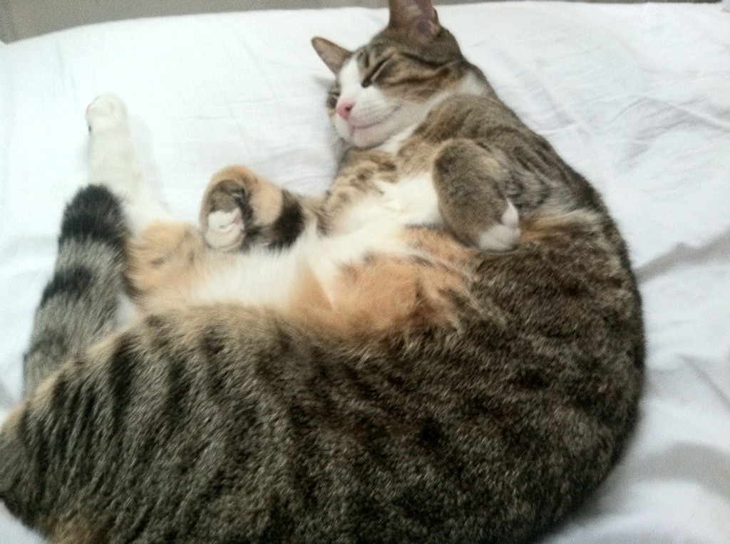 FB体育网页版-意甲球队公布了新的主场比赛球衣设计，2022赛季意甲球衣