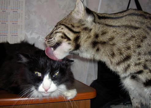 FB体育官网-全国男子橄榄球锦标赛上海队夺魁,全国橄榄球冠军赛