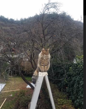 FB体育在线直播平台-篮球运动员恢复期营养补充研究,篮球运动员恢复性训练