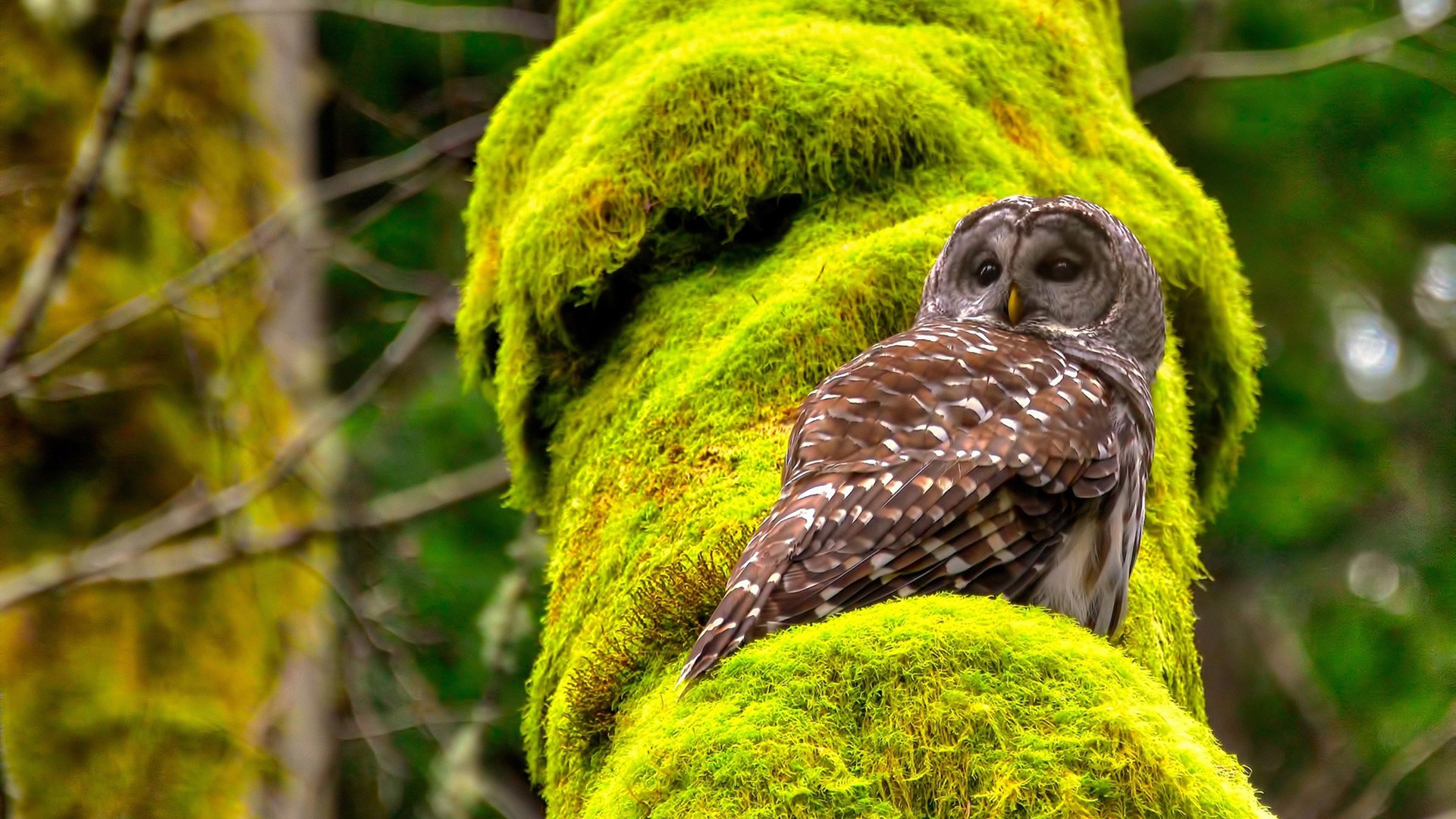 FB体育在线直播平台-篮球运动员恢复期营养补充研究,篮球运动员恢复性训练