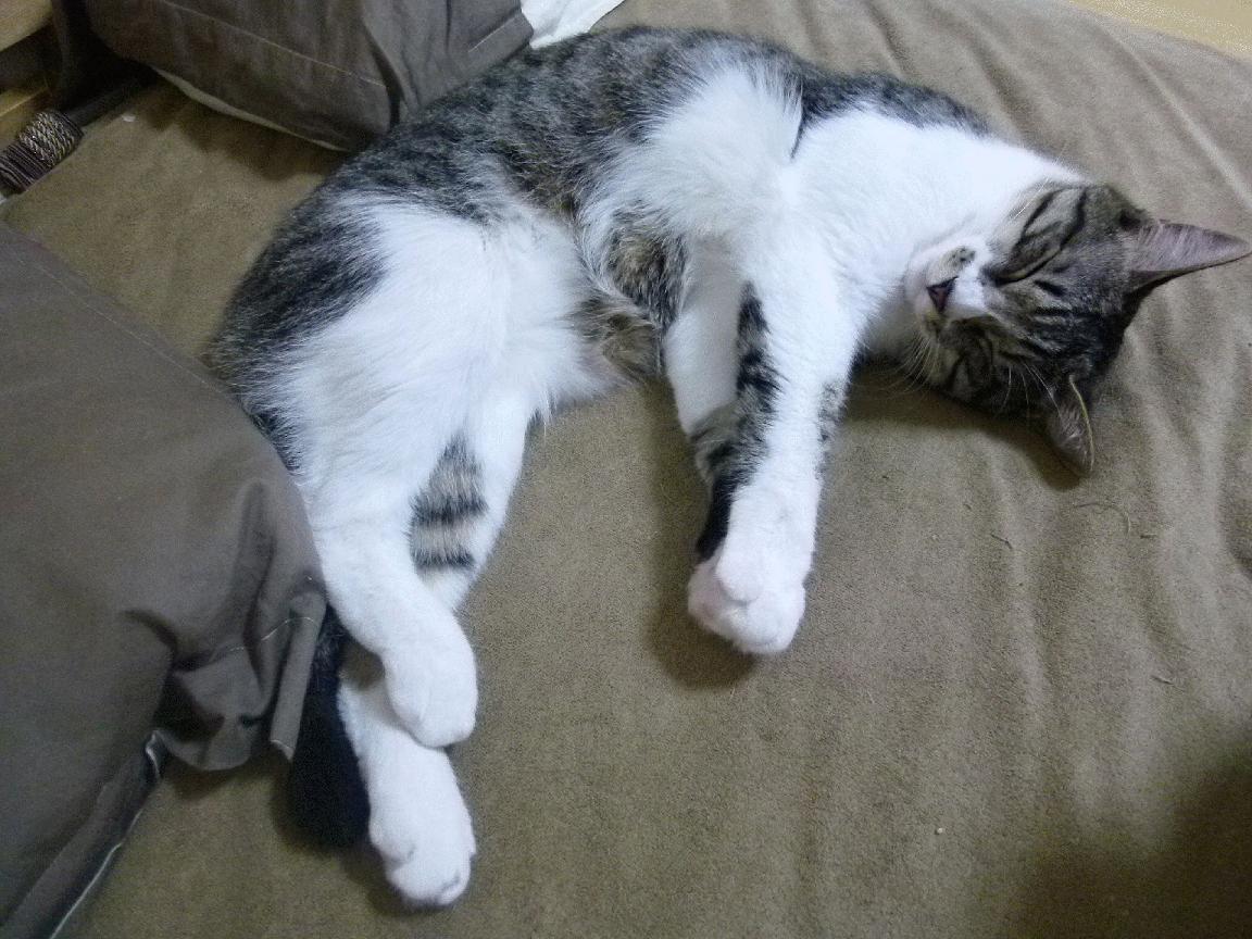 FB体育在线-“天府新区沙滩合球赛场,极限运动新选择”