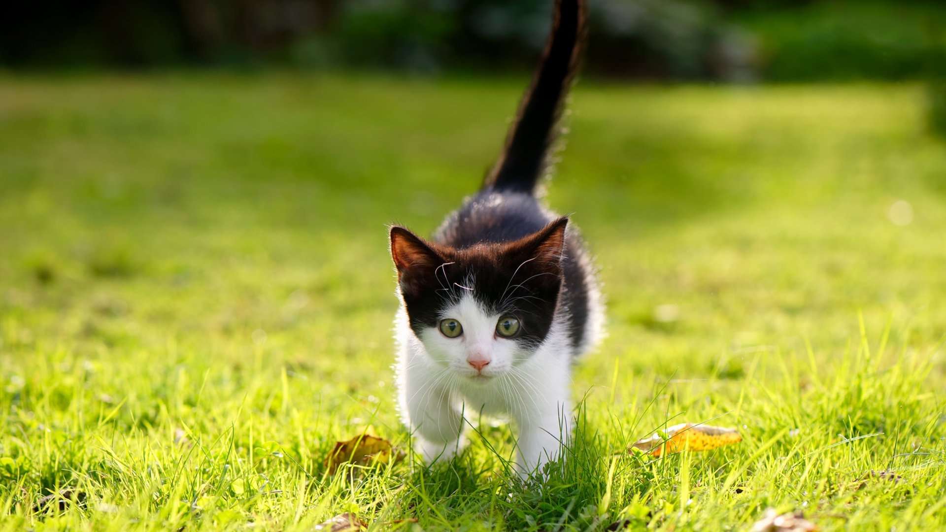 fb体育全站-“全力出击!四川省体育馆自由搏击选手激战正酣”